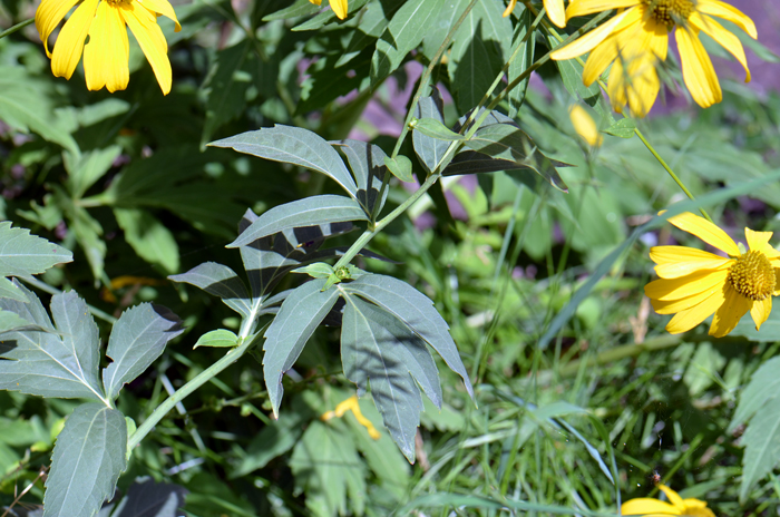 Cutleaf Coneflower has green, showy leaves that are deeply pinnately divided into sever lobes. Rudbeckia laciniata